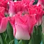 Тюльпан "Crown Of Dynasty" (50706) 2 шт - мініатюра 1