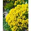 Алисум скальный Gold Kobold (неприхотливое многолетнее растение) (190688) 1 саженец - миниатюра 1