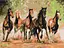 Картина по номерам на подрамнике Brushme Табун лошадей - миниатюра 1
