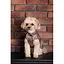Жилет Pet Fashion Hardy для собак розмір S2 - мініатюра 9