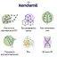 Безмолочна каша Kendamil Organic Рисова 240 г (2 шт. х 120 г) - мініатюра 3