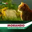 Вологий корм для стерилізованих котів Morando Tradizioni Sterilized беззерновий шматочки у соусі з яловичиною та овочами 85 г - мініатюра 6