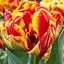 Тюльпан "Allegretto" 3 шт (17269) - миниатюра 1