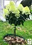 Гортензия метельчатая на штамбе "Silver Dollar" С3 высота штамба 50-70см (62316) 1 саженец - миниатюра 3