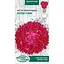 Насіння Айстра Насіння України Піоновидна Ротер Турм 0.25 г (771000) - мініатюра 1