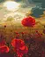 Картина по номерам на подрамнике Brushme Маки под горящим солнцем - миниатюра 1