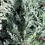 Ялівець горизонтальний "Glacier" (вазон Р9 10-15см) (189646) 1 саджанець - мініатюра 1