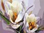 Картина по номерам на подрамнике Brushme Крокусы - миниатюра 1