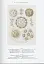 The Art and Science of Ernst Haeckel - миниатюра 5