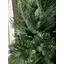 Сосна Hvoya лита 180 см - мініатюра 2