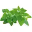 Змінний картридж Click & Grow Котяча м'ята 3 капсули (7465) - мініатюра 1