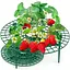 Підставка під полуницю| тримач для кущотримача (комплект 5 шт.) - мініатюра 1
