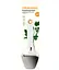 Нож-слайсер Fiskars Functional Form для сыра (1016129) - миниатюра 4
