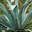 Агава американская "Latifolia" (кадковое вечнозеленое экзотическое растение) (77304) - миниатюра 1