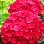 Гортензія Agro-Market Red beauty крупнолиста червона 1 саджанець в упаковці (44821) - мініатюра 1