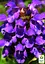 Прунелла великоквіткова "Pagoda Violet" (Чорноголівка морозостійка) (189553) 1 саженец - мініатюра 2