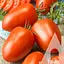 Томат Садиба Россол 0.5 г  - мініатюра 1
