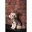 Жилет Pet Fashion Hardy для собак розмір S2 - мініатюра 8
