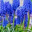Мускари "Armeniacum" (размер 7/8, большой) 5 шт (17211) - миниатюра 1