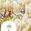 Глициния 3-х летняя японская "Альба" (Wisteria chinensis Longissima Alba) С2 высота саженца 60-100см (185368) 1 саженец Нидерланды - миниатюра 3