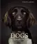 The Dogs: Human Animals - мініатюра 1