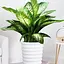 Дифенбахия Agro-Market (Dieffenbachia) Tropic Snow высота 40-60см (185442) 1 саженец в упаковке комнатный - миниатюра 1