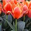 Тюльпан "Calypso" (186323) 2 шт - миниатюра 1