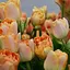 Тюльпан "Charming Lady" (186232) 2 шт - мініатюра 1