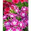 Флокс Друммонда (Зипер) Весна 0.5г (20605) - миниатюра 1