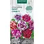 Насіння Петунія махрова Насіння України Пірует суміш F1, 10 шт. (797700) - мініатюра 1