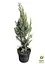 Кипарисовик Лавсона "Alumi" С3 висота 20-30см (184975) 1 саджанець - мініатюра 2