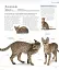 The Cat Encyclopedia - миниатюра 7