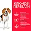 Сухой корм Hill SP Adult Perfect Weight Medium Breed для взрослых собак средних пород с курицей 2 кг - миниатюра 2