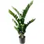 Заміокулькас Hvoya в горщику 115 см - мініатюра 1