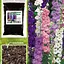 Дельфиниум "Аякса смесь" Весна 100г (35257) - миниатюра 3