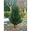 Ялинка Hvoya Traditional лита в горщику 90 см зелена новинка - мініатюра 6