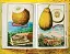 J. C. Volkamer. The Book of Citrus Fruits - мініатюра 10