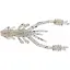 Силикон Reins Ring Shrimp 2" 211 UV Pearl Candy (12 шт/уп) - миниатюра 1