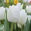 Тюльпан "White Dream" 3 шт (17032) - миниатюра 1