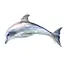 Дитяча м'яка іграшка "Дельфін" Сувенір-Декор DOL, розмір 80 см - мініатюра 1