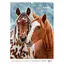 Календар настінний Axent А3 Horses 2026 рік (8804-26-3-A) - мініатюра 13
