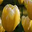 Тюльпан "Sweet Heart" 3 шт (16907) - миниатюра 1