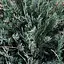 Можжевельник виргинский "Блю Клауд" (Blue Cloud) горшок P9 (39016) 1 саженец - миниатюра 1