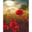Картина по номерам Маки под палящим солнцем Brushme 40x50 см разноцветная 000220965 - миниатюра 1