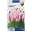 Насіння Пампасна трава Насіння України рожева 0.05 г (762100) - мініатюра 1