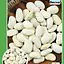 Квасоля "Файний Ясь" (Великий пакет) ТМ "Весна" 5г (23632) - мініатюра 1