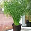 LMTD Пальма Agro-Market Парасолька Cyperus alternifolius 60-70см (189238) 1 саджанець в упаковці (кімнатний) Нідерланди - мініатюра 1