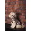 Жилет Pet Fashion Hardy для собак розмір M2 - мініатюра 8