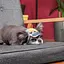 Кепка Tony Pet Fashion для собак L принт - мініатюра 3