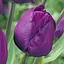 Тюльпан "Negrita" (186310) 2 шт - миниатюра 1